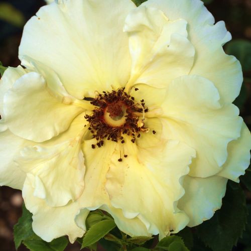 Online rózsa vásárlás - Sárga - virágágyi floribunda rózsa - diszkrét illatú rózsa - Rosa Tibet-Rose™ - Heinrich Schultheis - Mélysárga színű, mutatós perzsa rózsa.